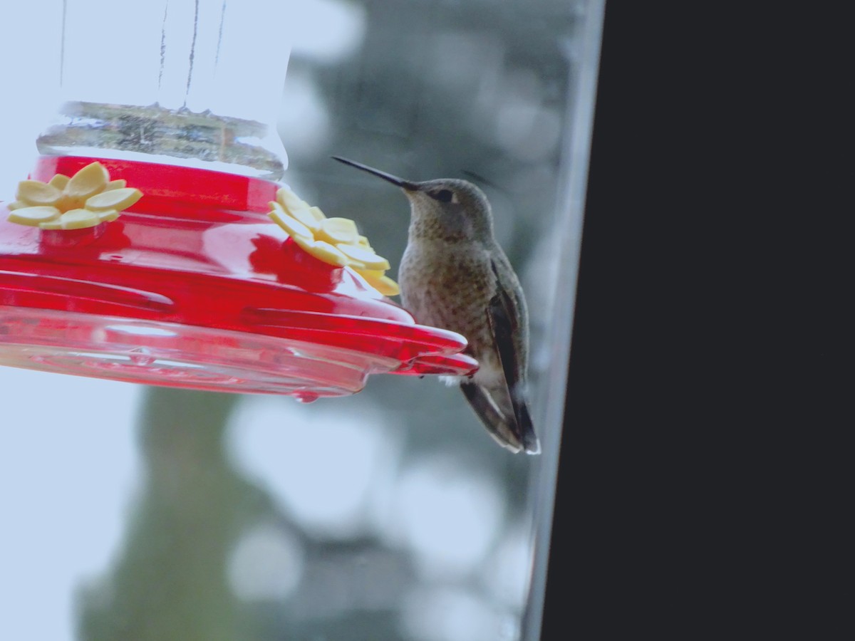 Anna's Hummingbird - ML380756311