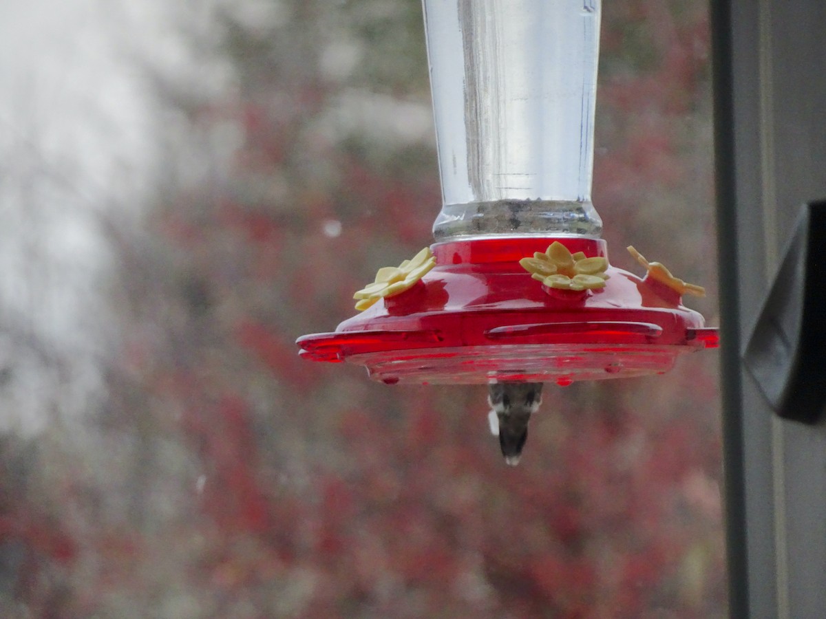 Anna's Hummingbird - ML380756411