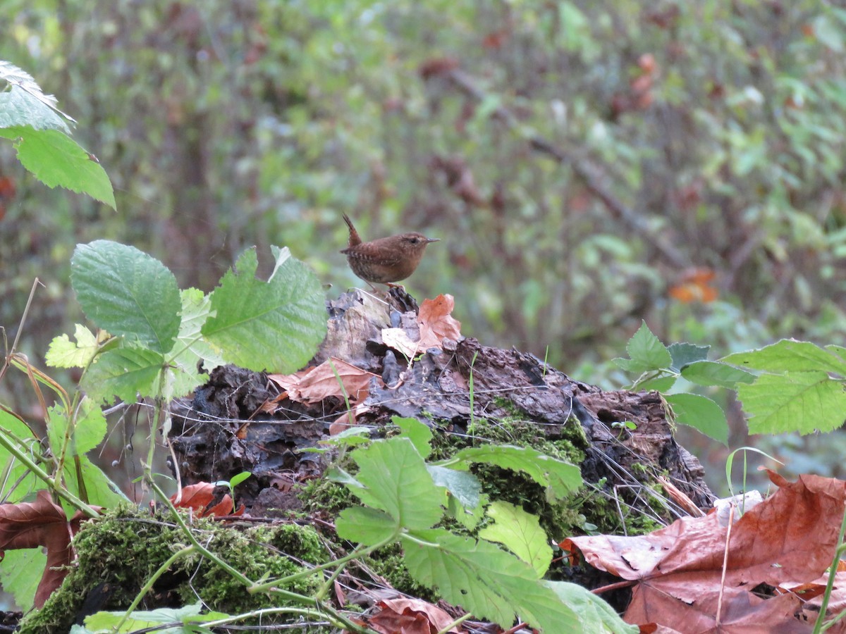 Pacific Wren - Kai Frueh