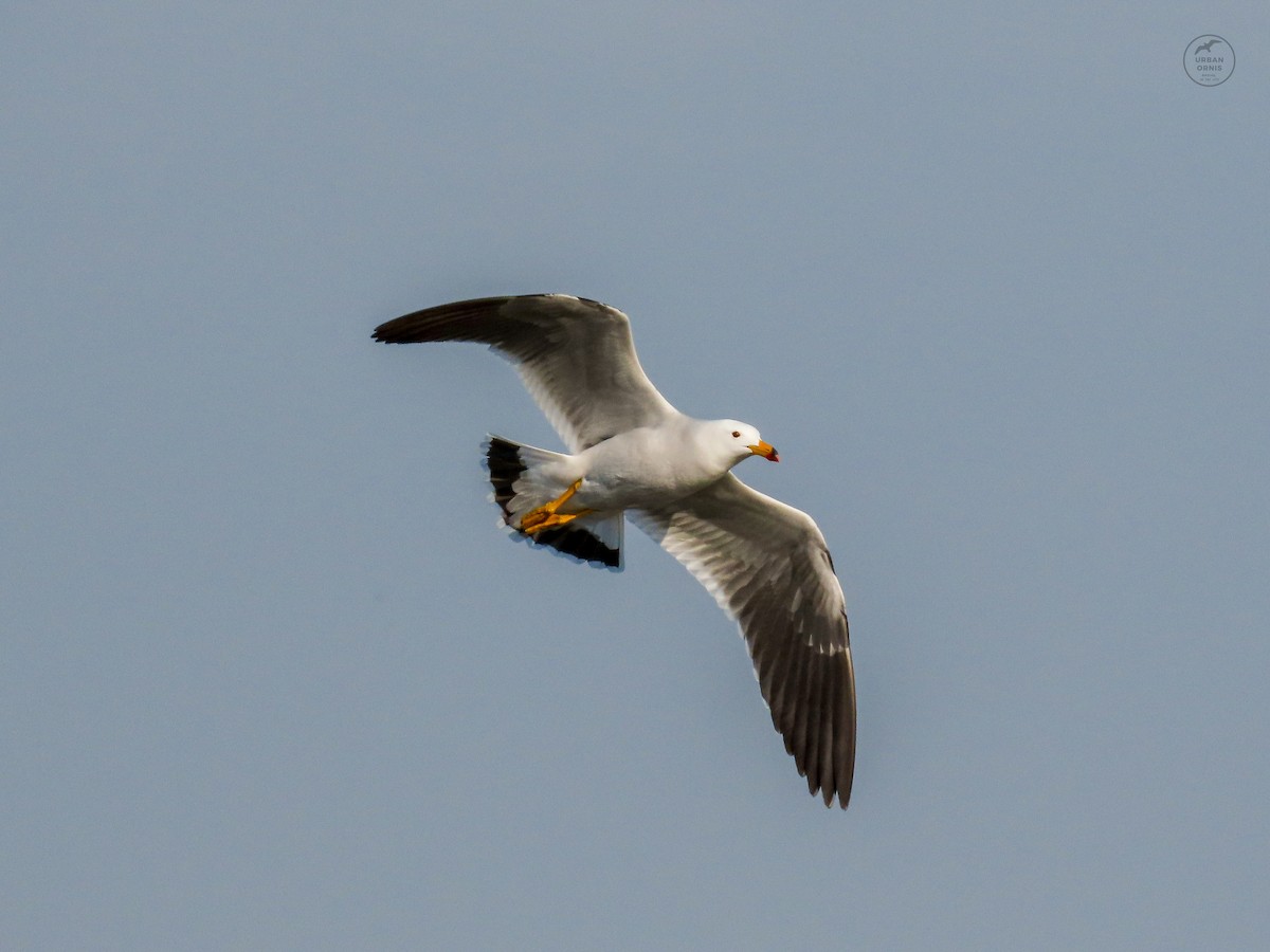 Belcher's Gull - ML380760221