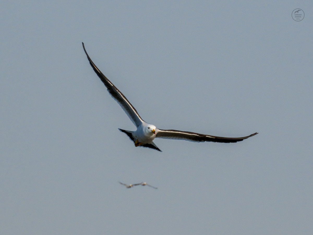 Belcher's Gull - ML380760251