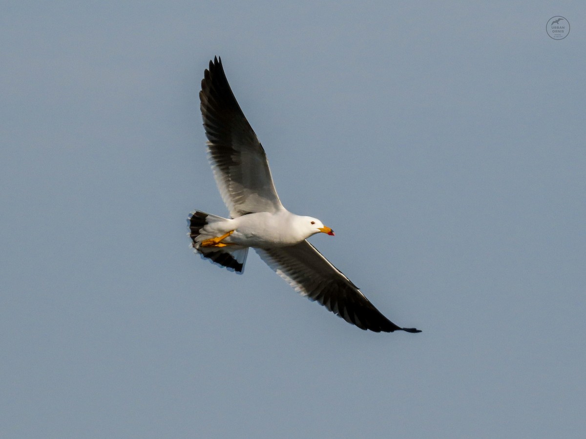 Belcher's Gull - ML380760261