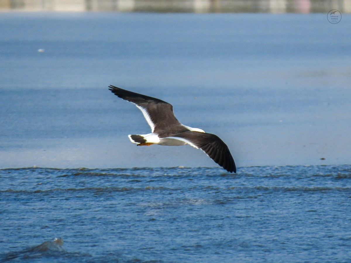 Belcher's Gull - ML380760401