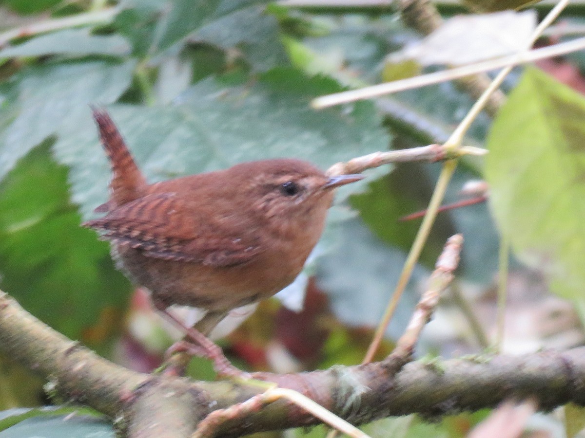 Pacific Wren - ML38076091