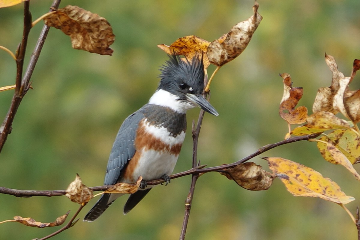 Belted Kingfisher - Céline Roberge