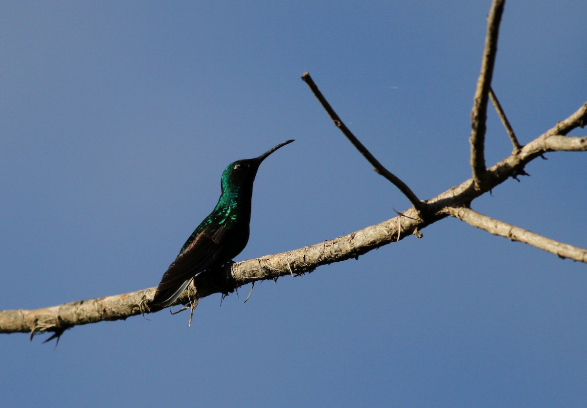 White-tailed Sabrewing - Jay McGowan