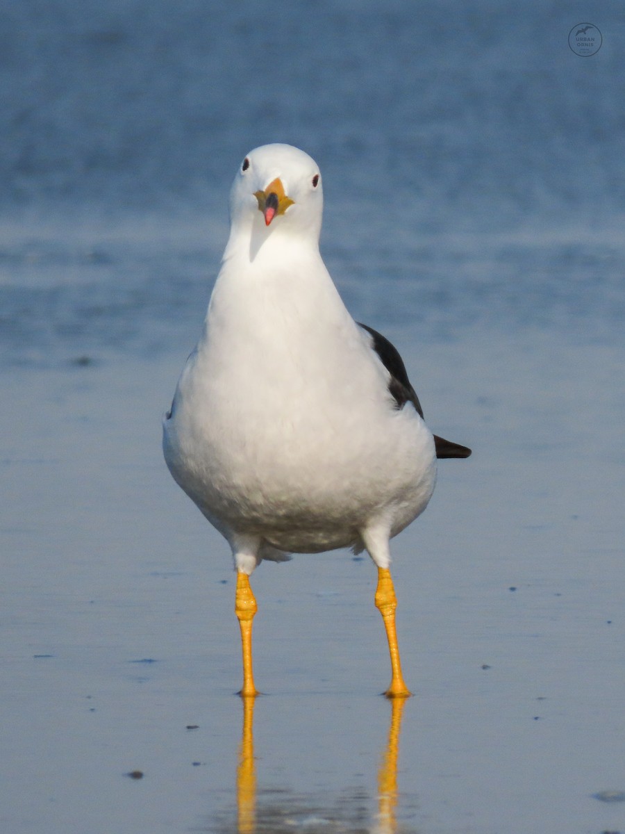 Belcher's Gull - ML380761481