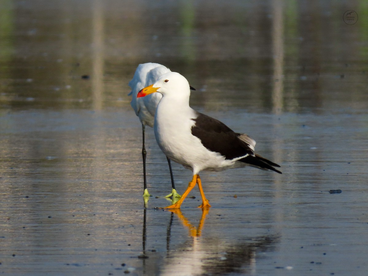 Belcher's Gull - ML380761531