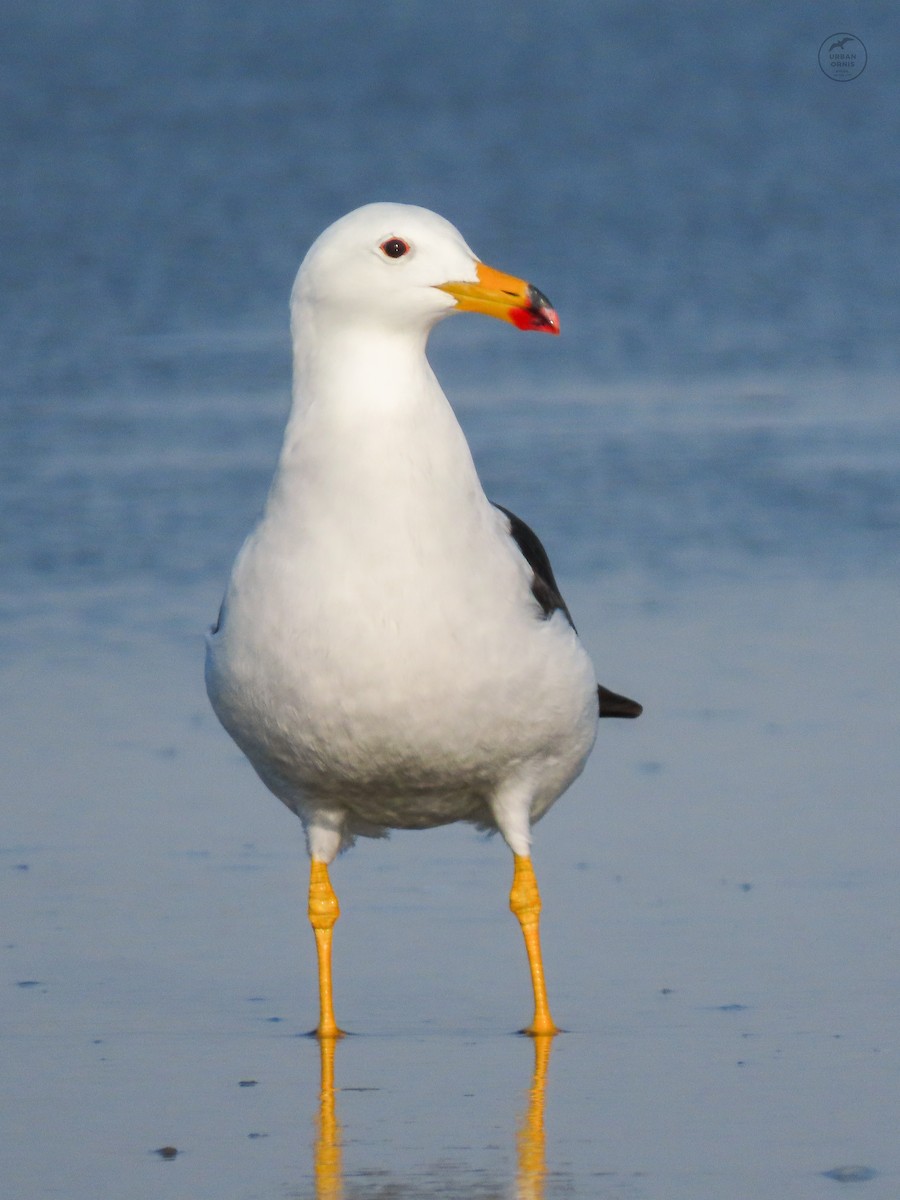 Belcher's Gull - ML380761561