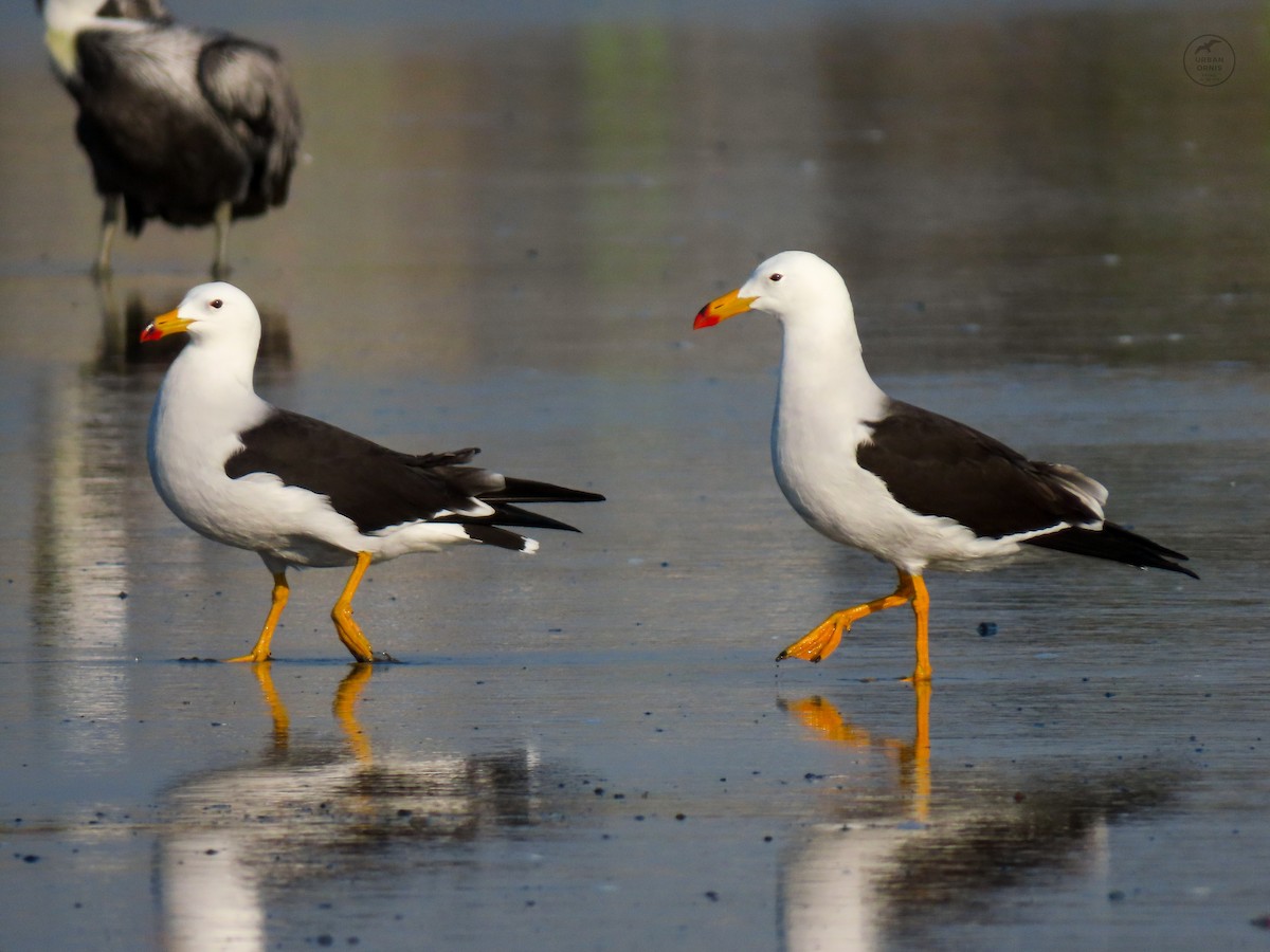 Belcher's Gull - ML380761571