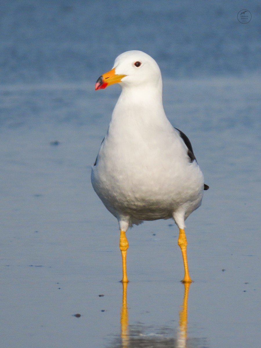 Belcher's Gull - ML380761671