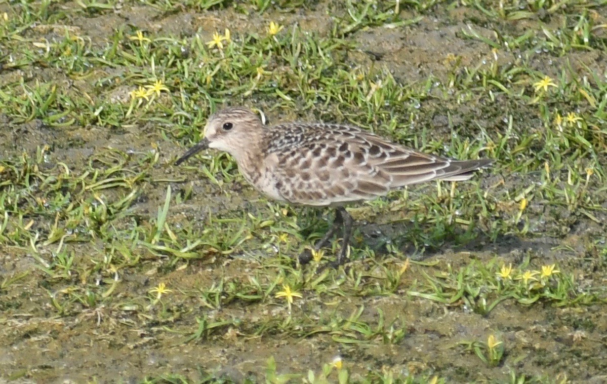 Baird's Sandpiper - ML380764001