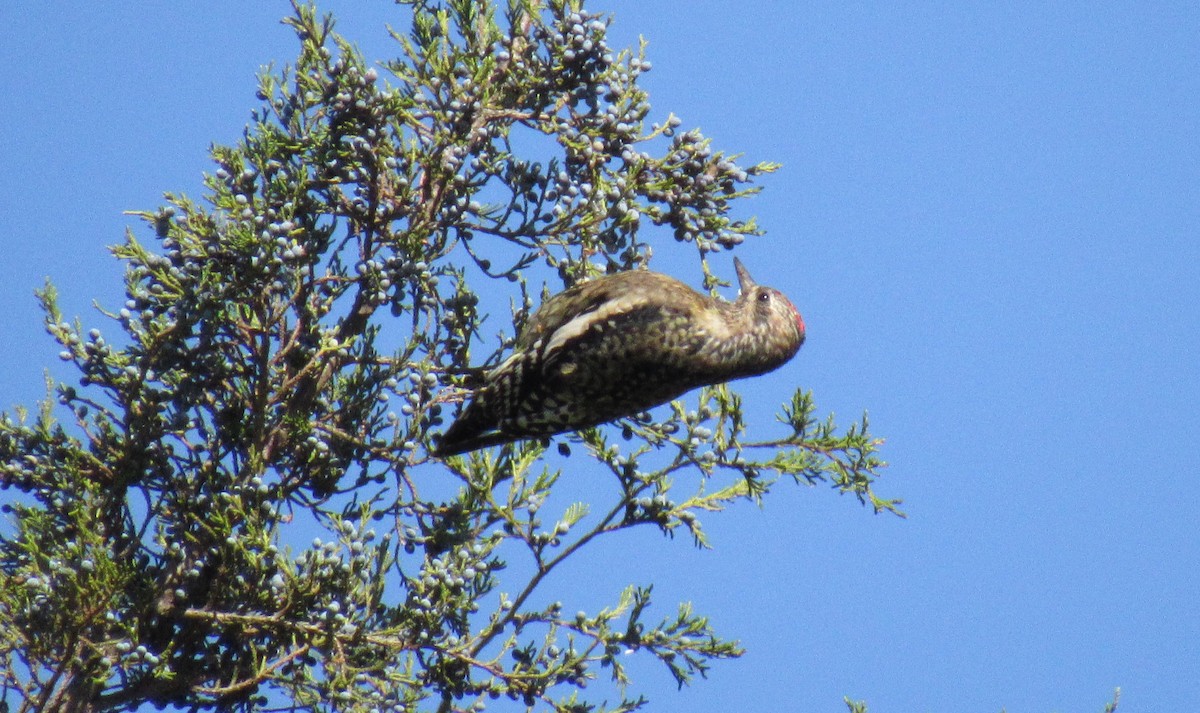 Yellow-bellied Sapsucker - ML380765171