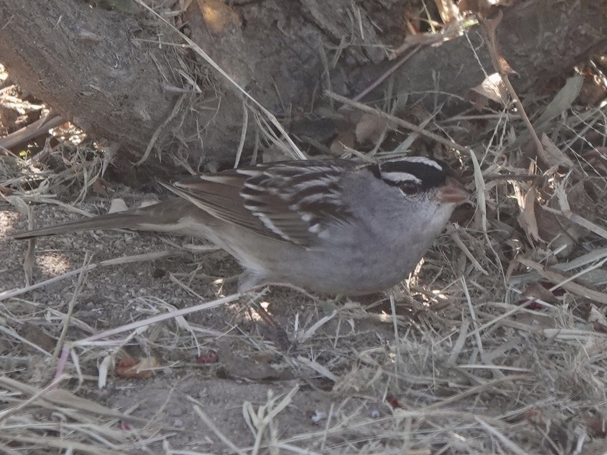 White-crowned Sparrow (Dark-lored) - ML380767701