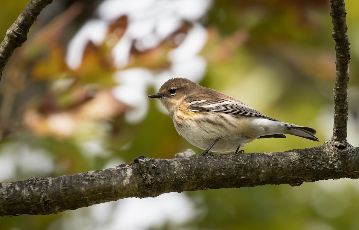 Yellow-rumped Warbler - ML380767781