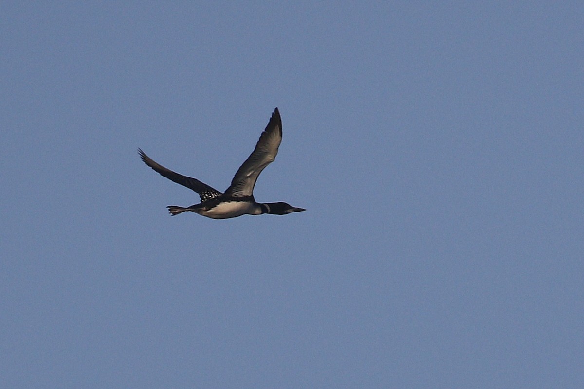 Common Loon - ML380767981