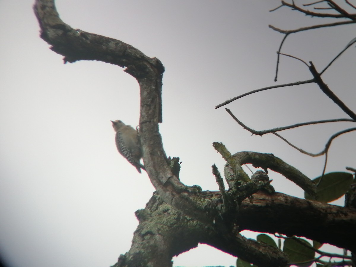 Red-crowned Woodpecker - ML380768121