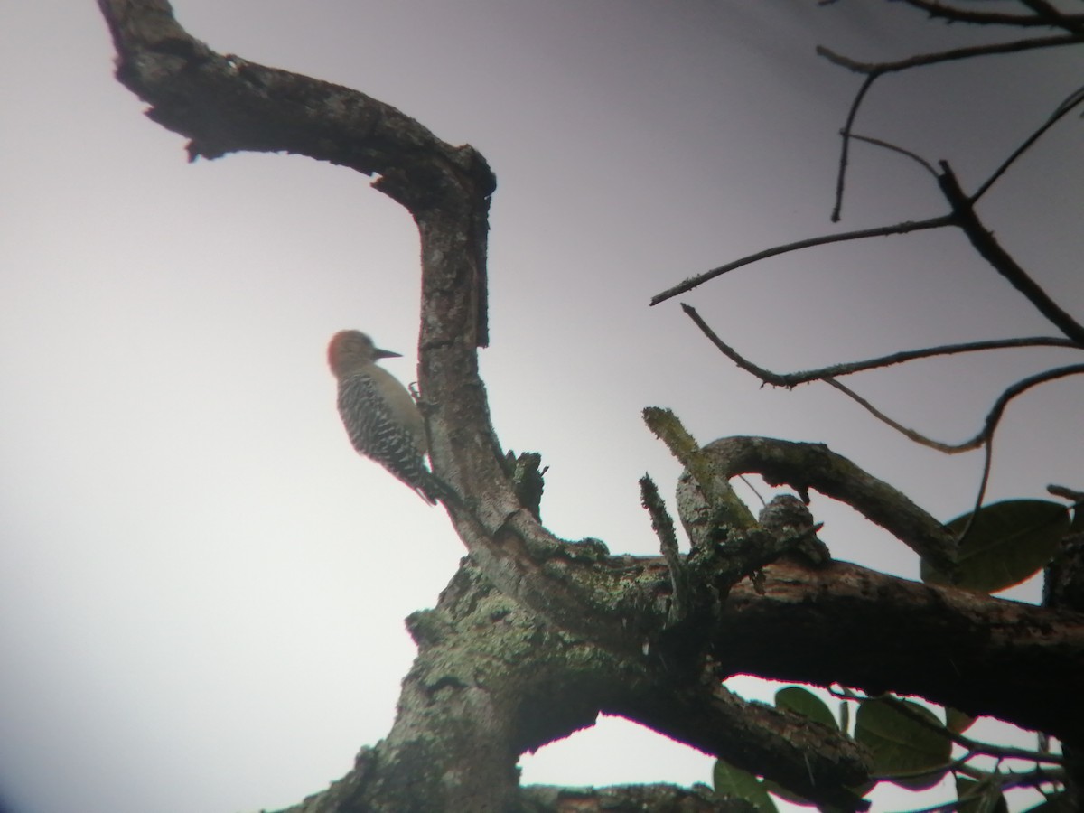 Red-crowned Woodpecker - ML380768131