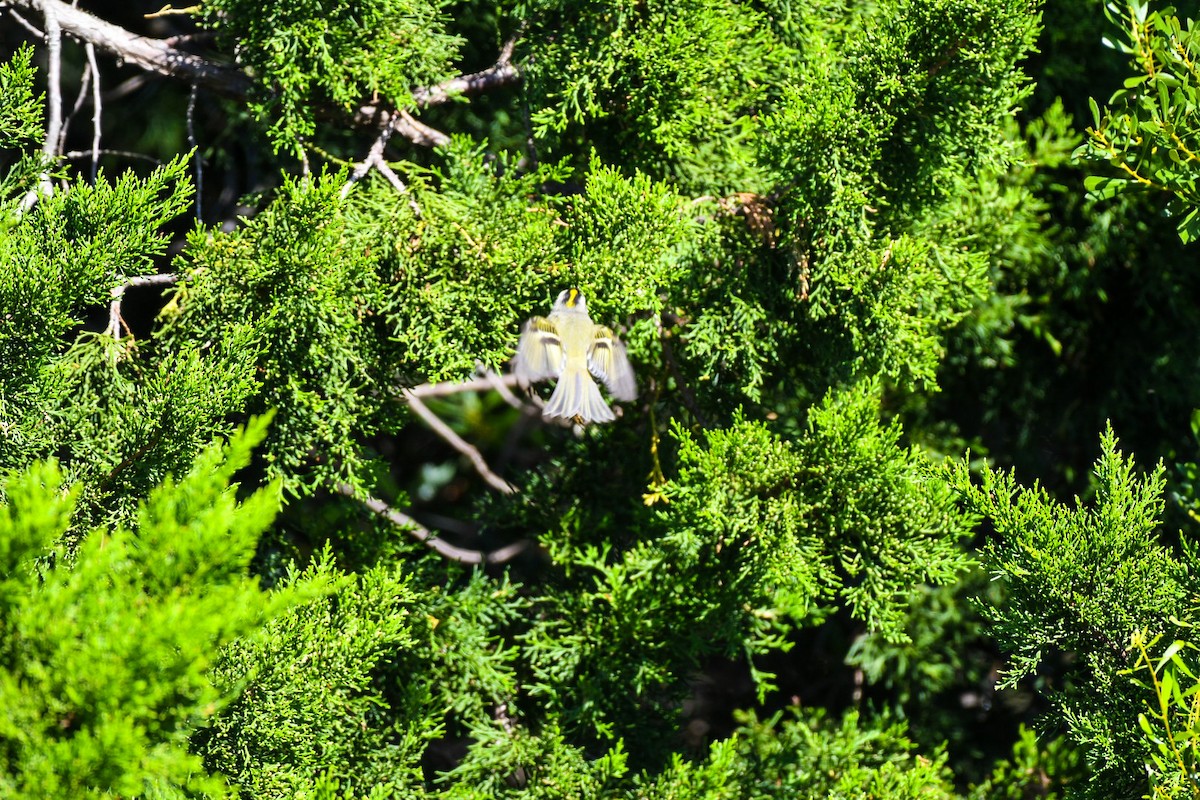 Golden-crowned Kinglet - ML380769071