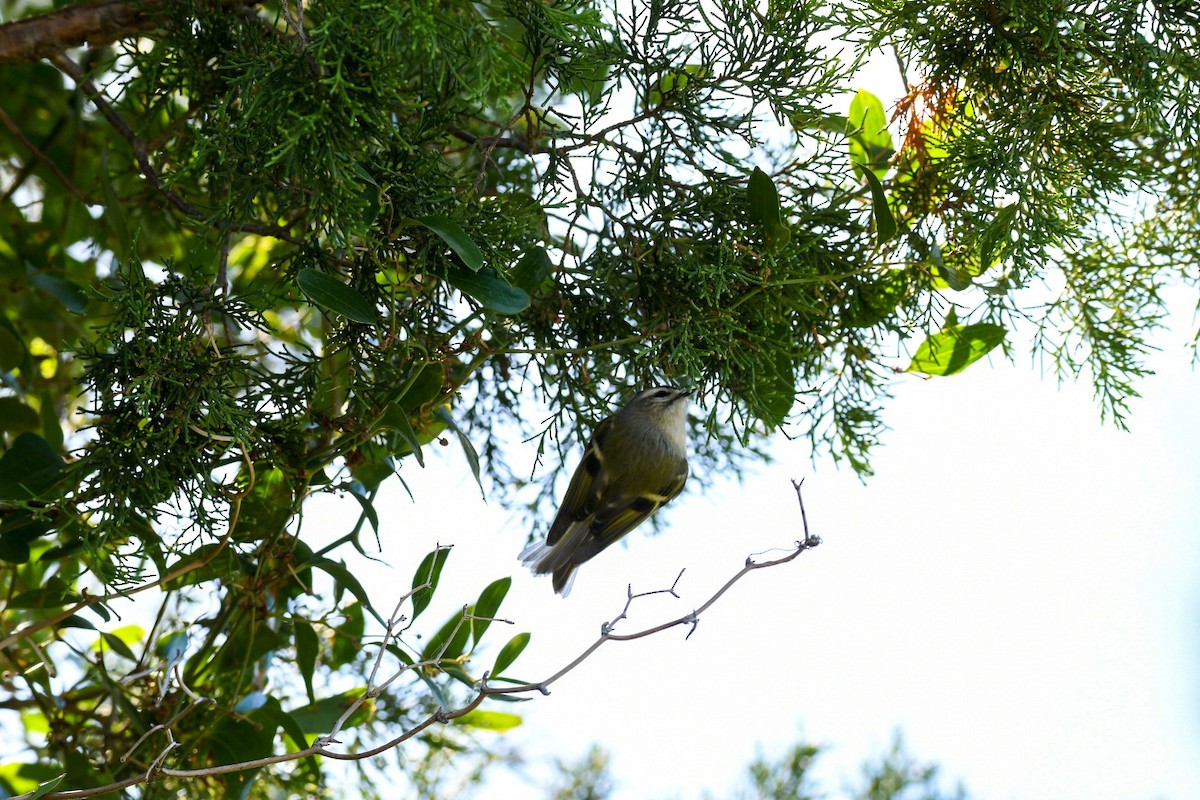 Golden-crowned Kinglet - ML380769121