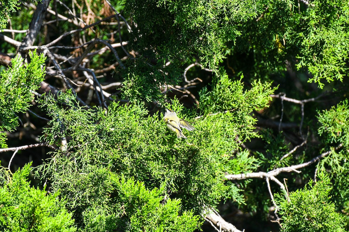 Golden-crowned Kinglet - ML380769141