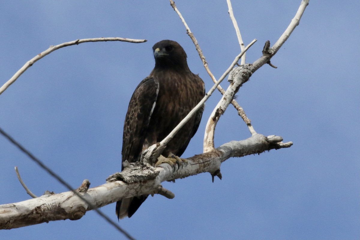 Red-tailed Hawk - ML380772401