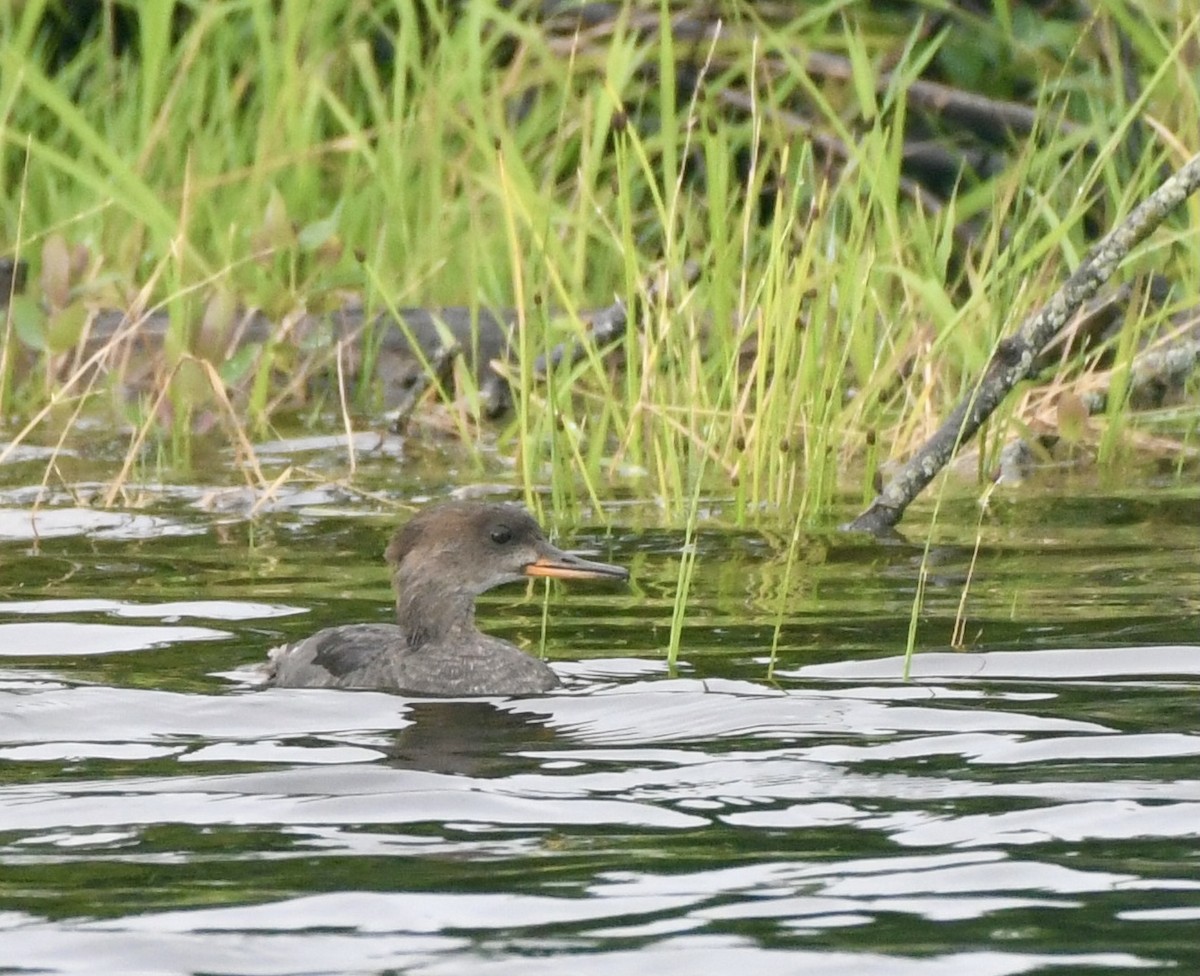 Hooded Merganser - ML380772531