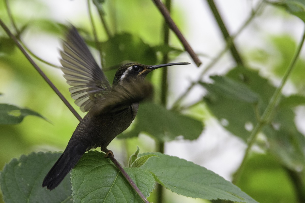 Amethyst-throated Mountain-gem - ML380772961