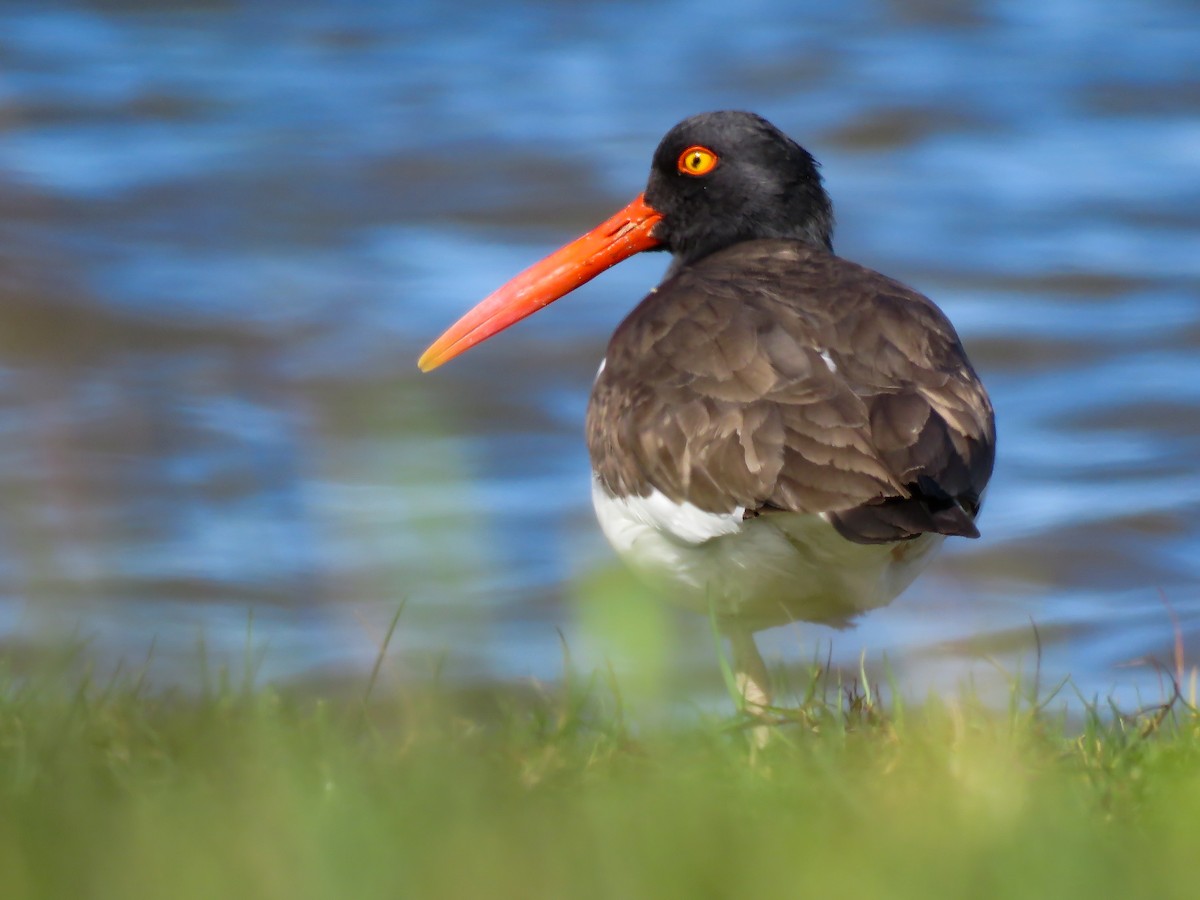 American Oystercatcher - ML380773331