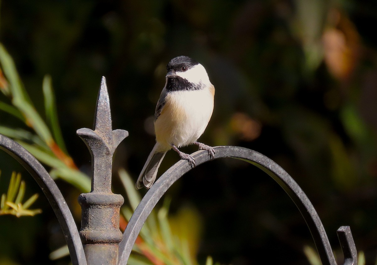 Black-capped Chickadee - ML380773781