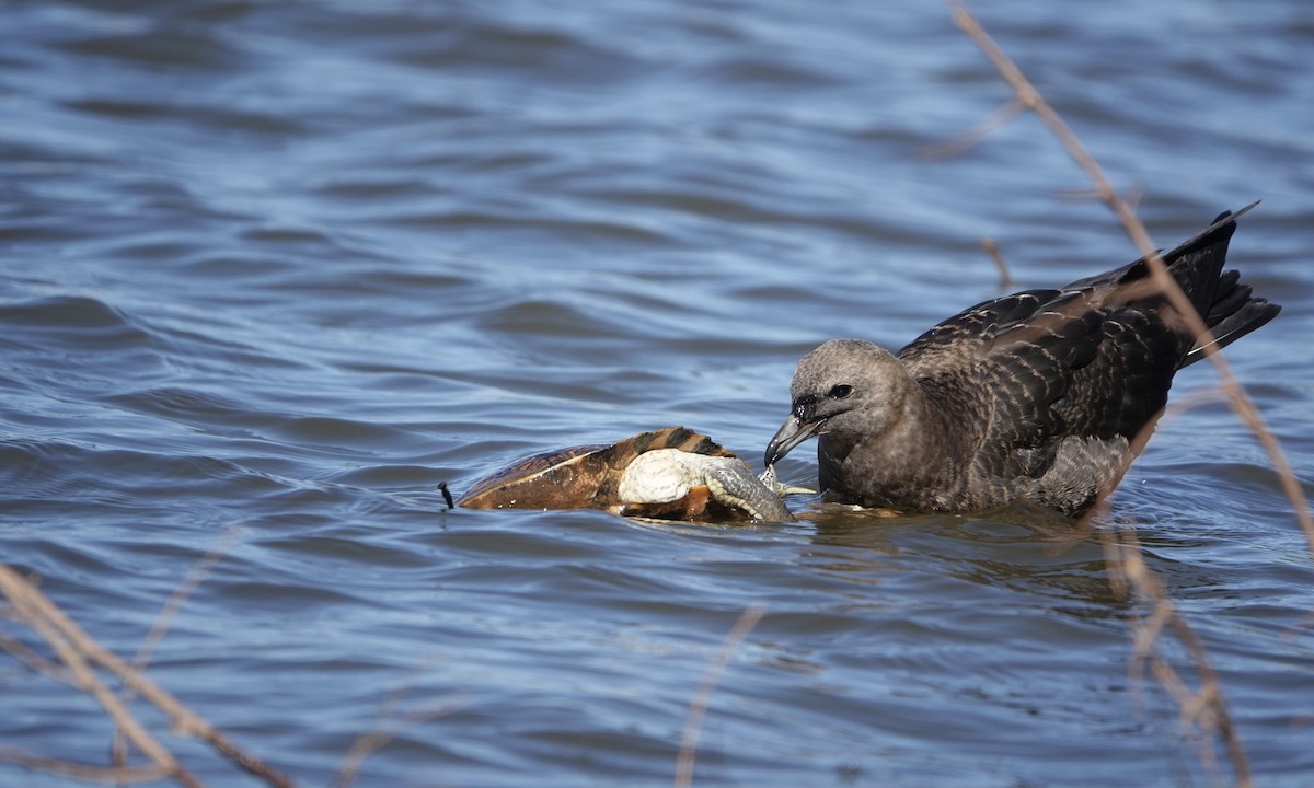 Pomarine Jaeger - ML380774351