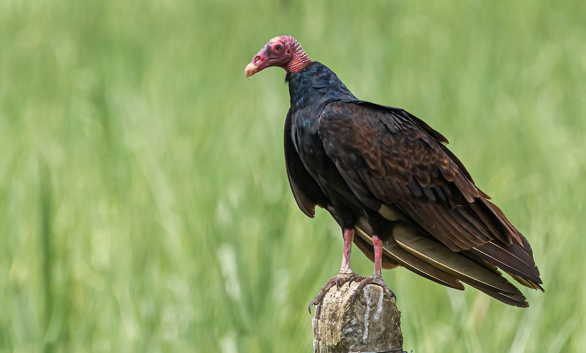Turkey Vulture - David Monroy Rengifo