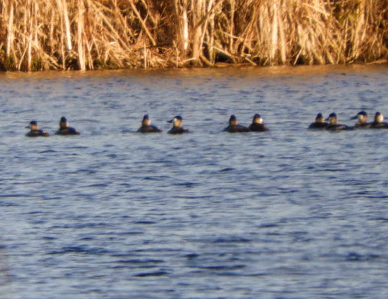 Ruddy Duck - patricia kuzma sell