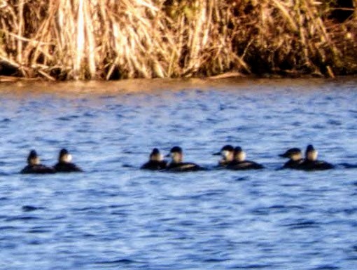 Ruddy Duck - patricia kuzma sell