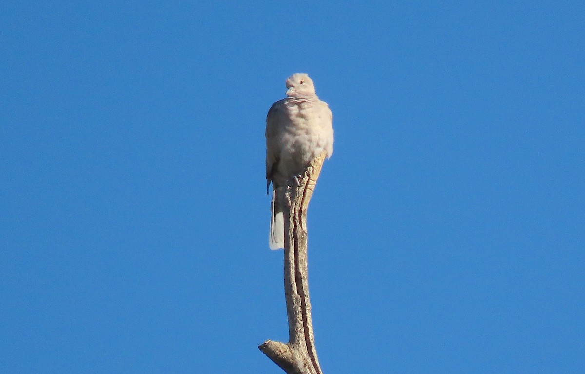 Eurasian Collared-Dove - ML380775991