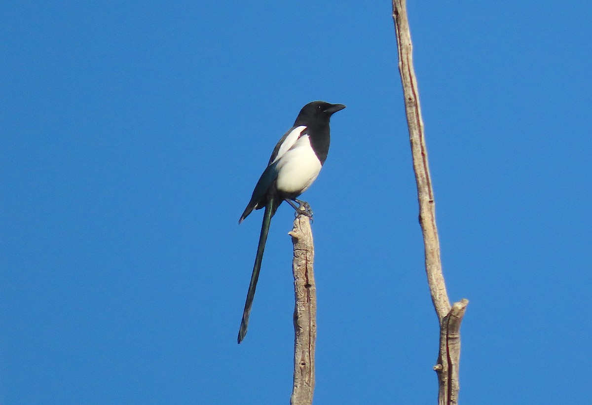 Black-billed Magpie - ML380776051