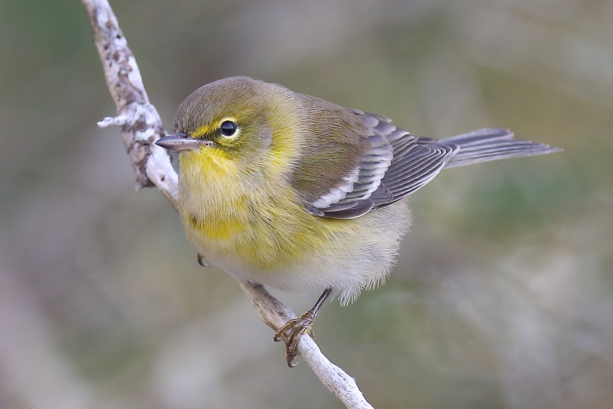 Pine Warbler - ML380777101