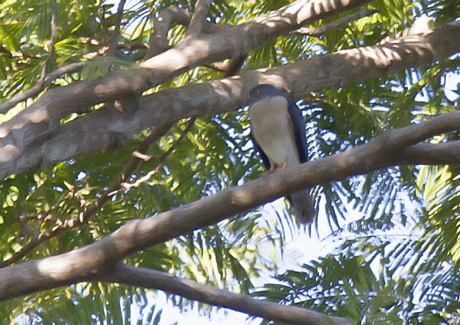 Chinese Sparrowhawk - ML380778481