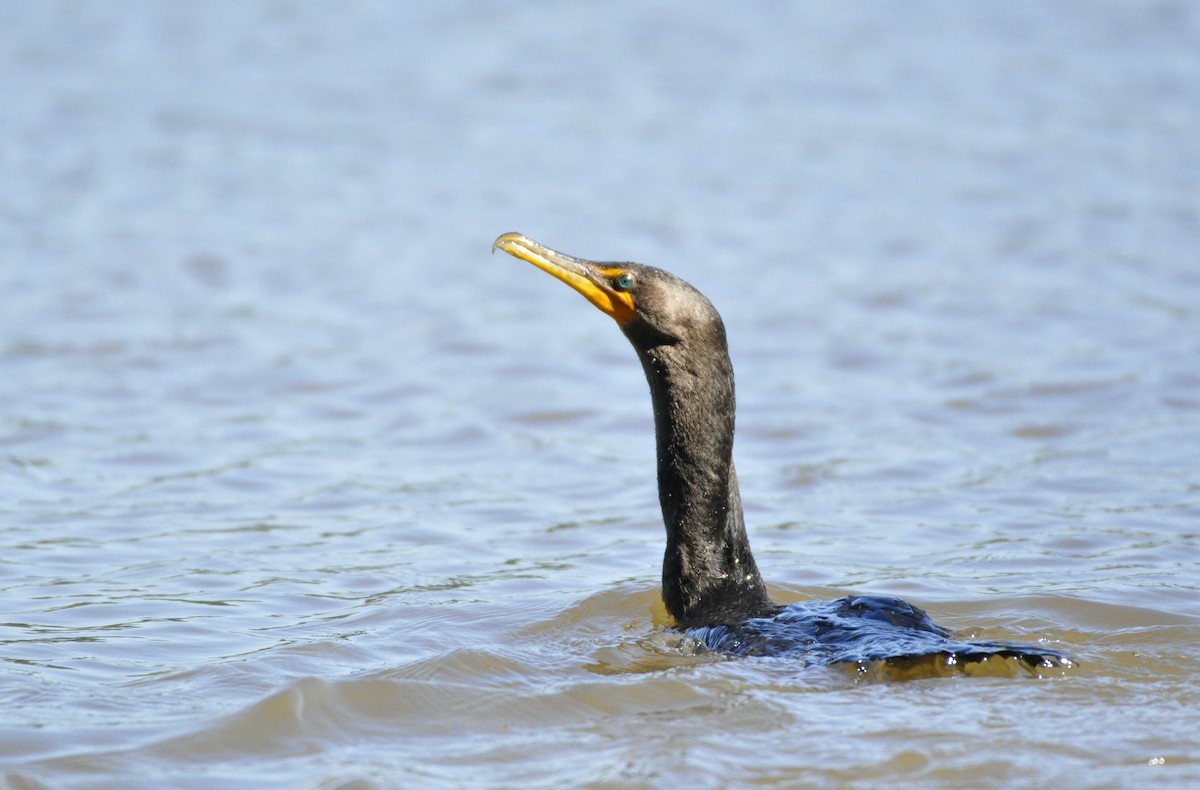 Double-crested Cormorant - Oliver Patrick