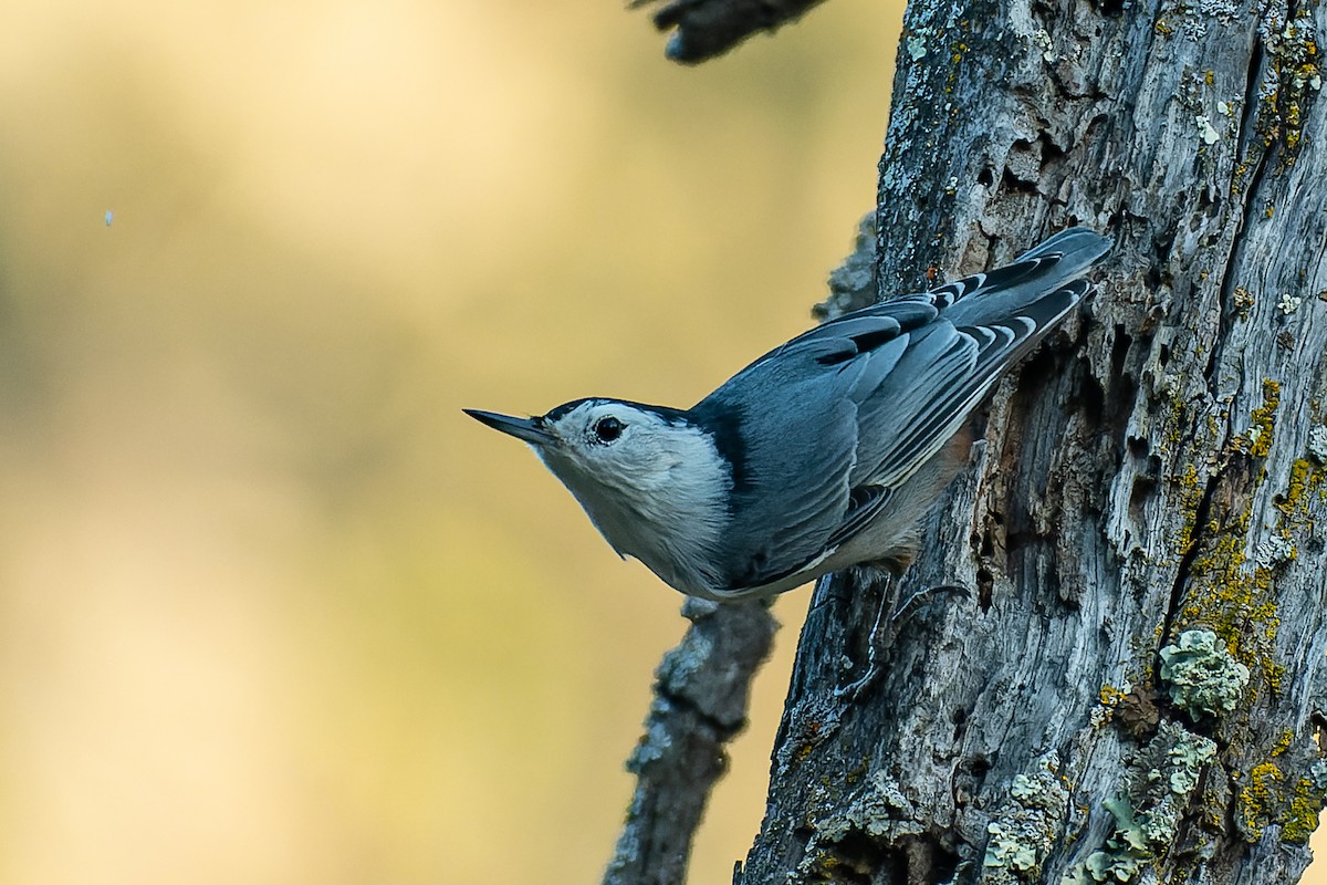 White-breasted Nuthatch - ML380780651