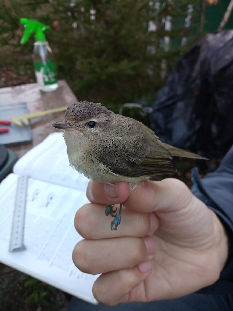 Eastern Warbling Vireo - ML380780801