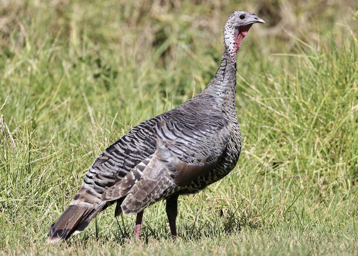 Wild Turkey - ML380780881