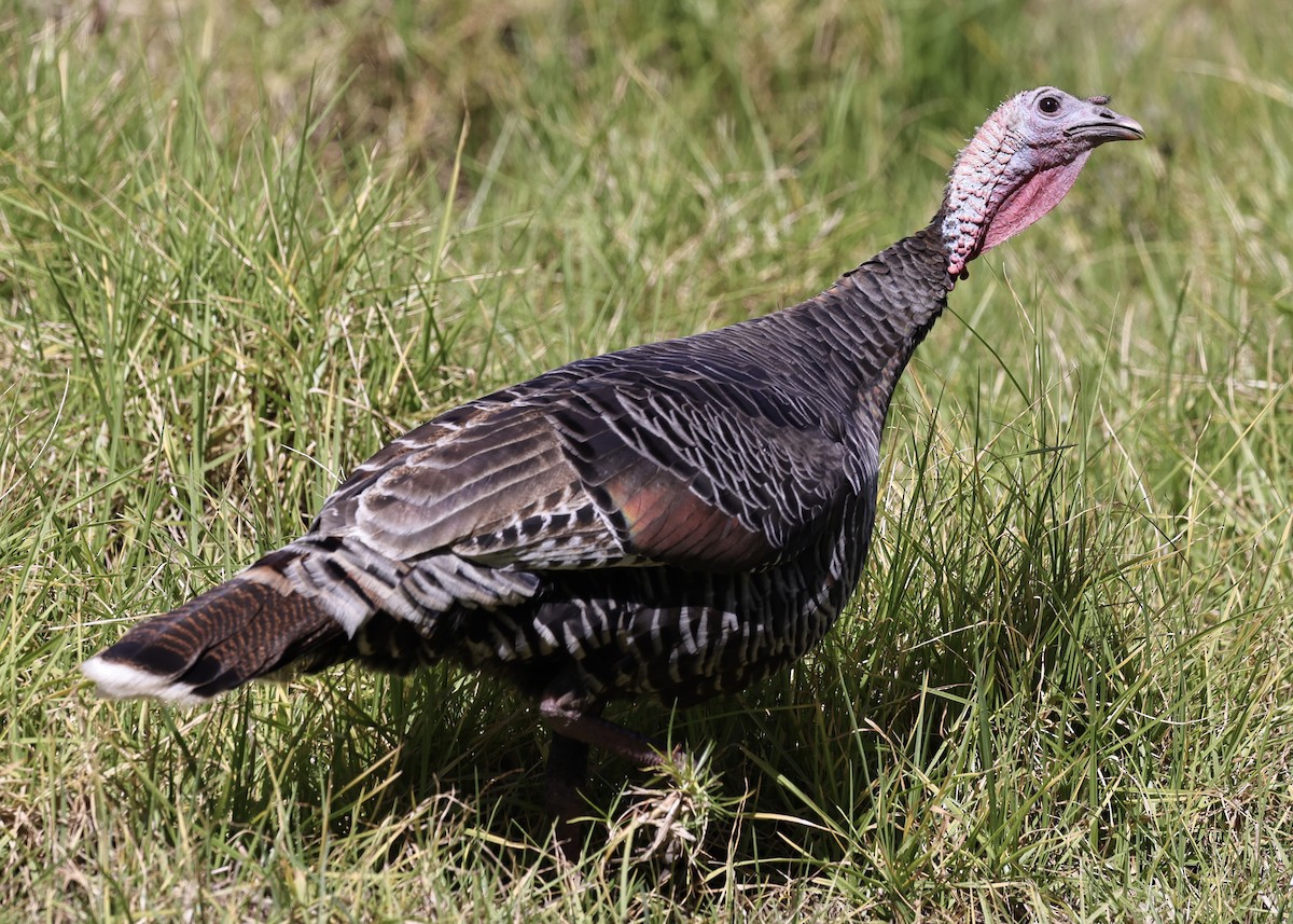 Wild Turkey - ML380780981