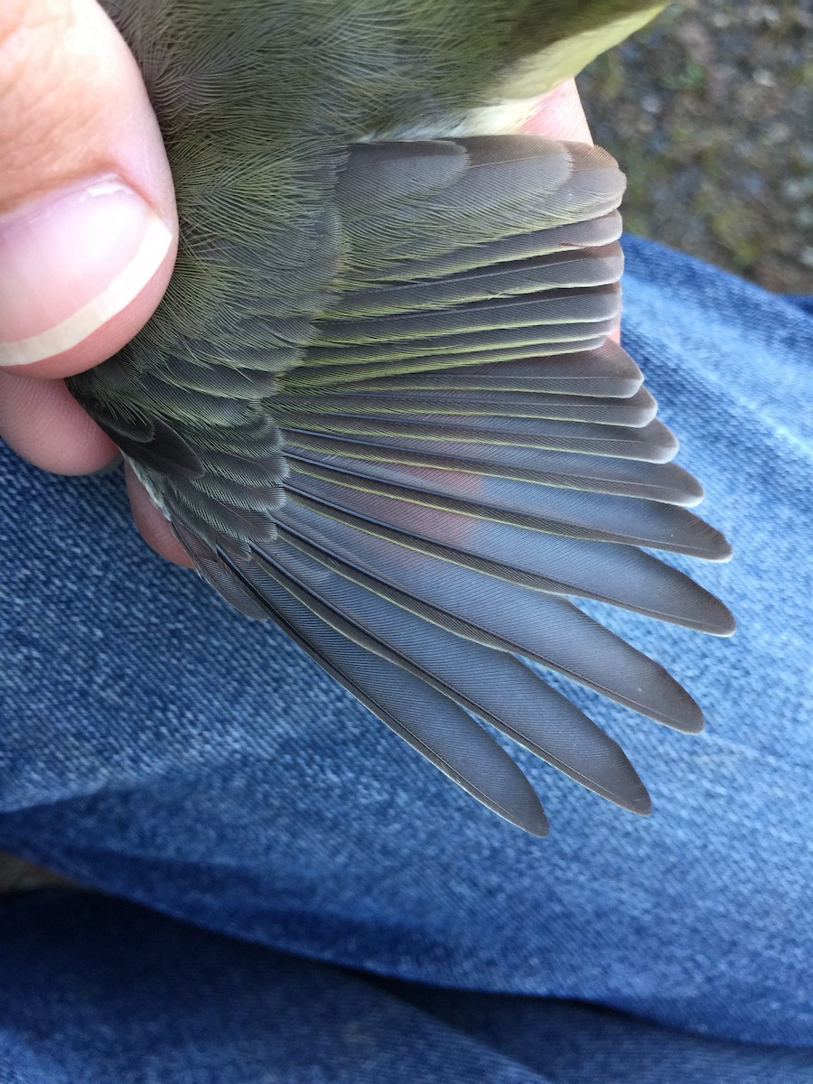 Eastern Warbling Vireo - ML380781741
