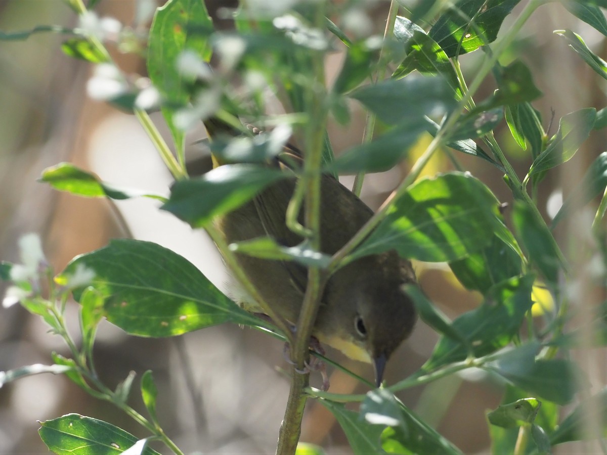 Common Yellowthroat - ML380782701