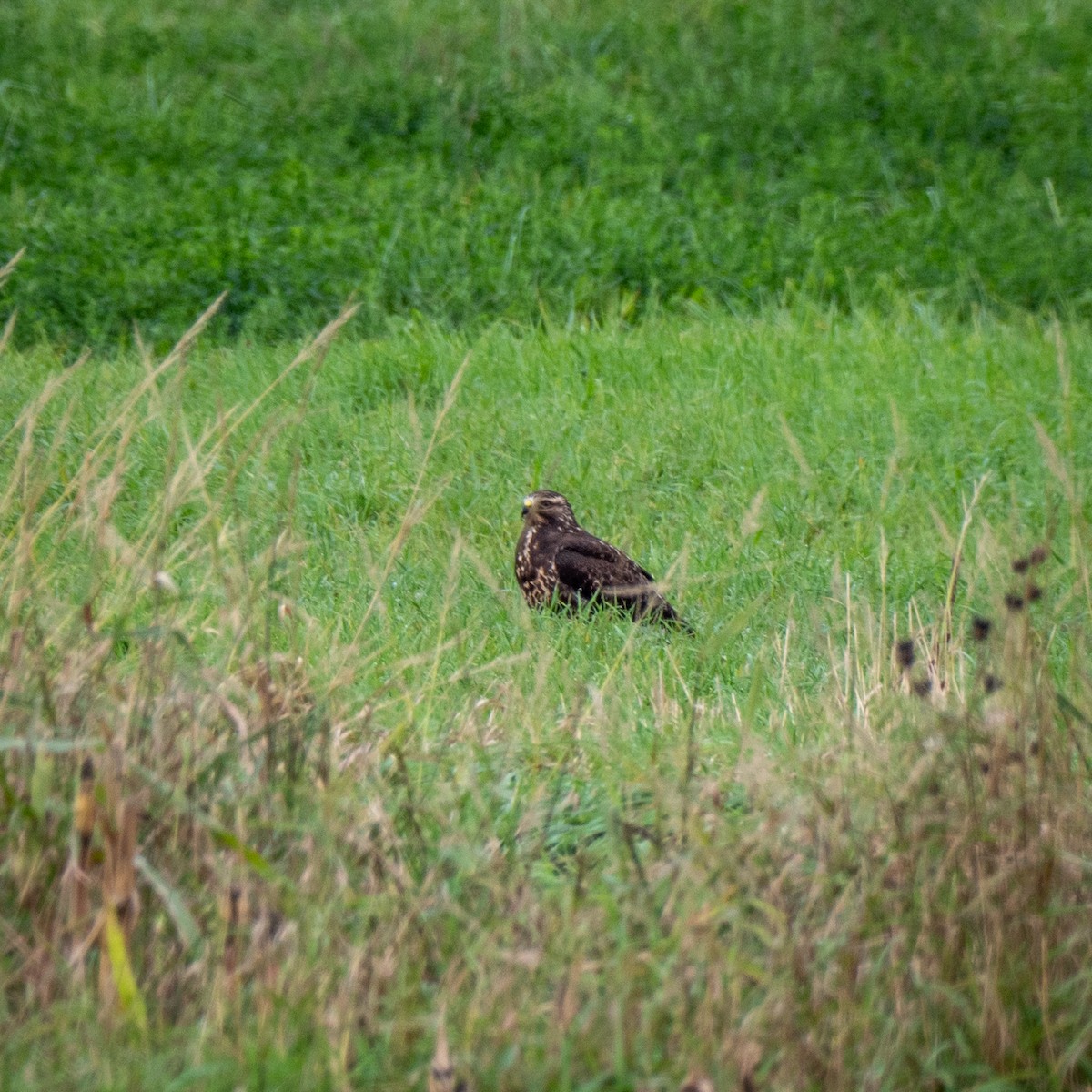 káně bělohrdlá - ML380783661