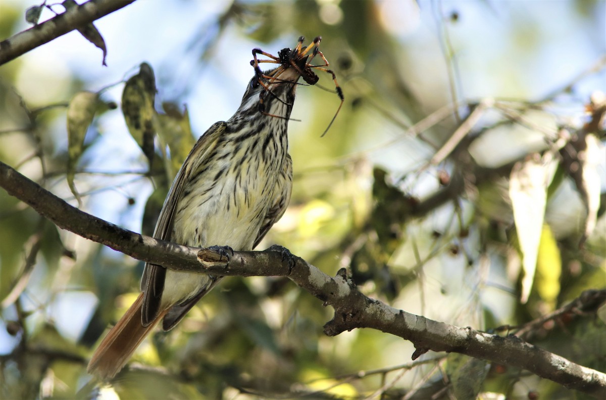 Sulphur-bellied Flycatcher - ML380784491