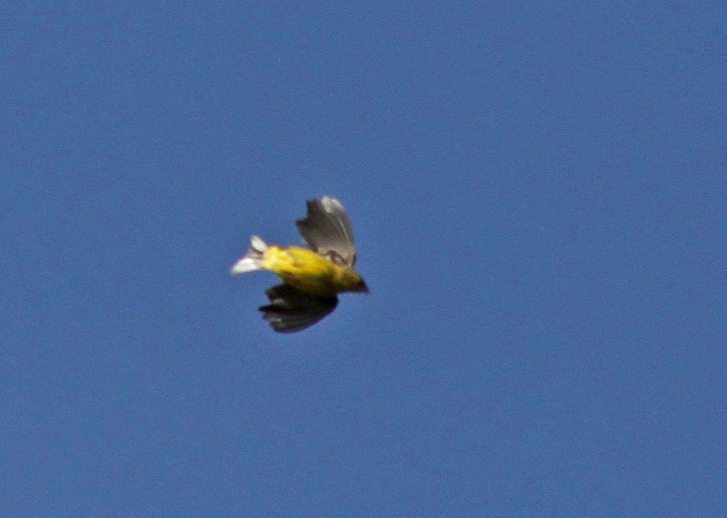 Grassland Yellow-Finch (Grassland) - Jay McGowan