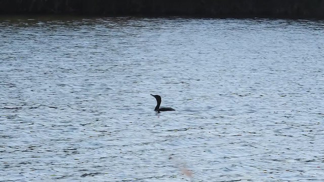 Double-crested Cormorant - ML380786981