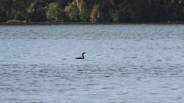 Double-crested Cormorant - ML380787021